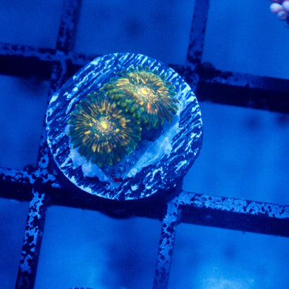 JC Utter Blue Razz Zoanthid