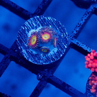 JC Candied Zoanthid