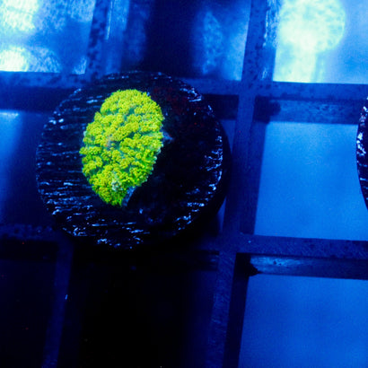 JC Neon Green Rhodactis
