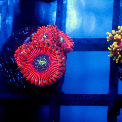 JC Magicians Zoanthid