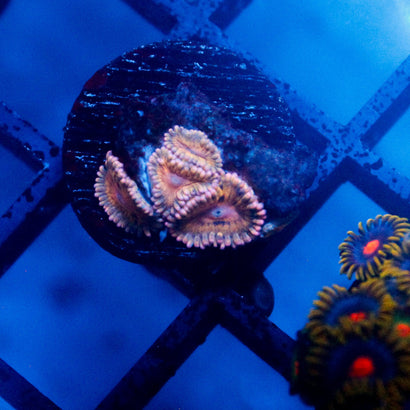 JC Blue Seam Zoanthid