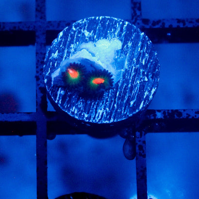 JC Alien Blood Zoanthid