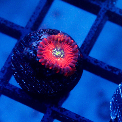 JC Magicians Zoanthid