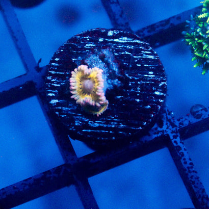 JC Stratocaster Zoanthid