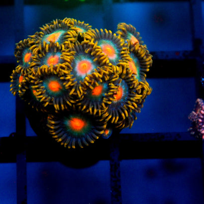 JC Saturn Zoanthid Colony