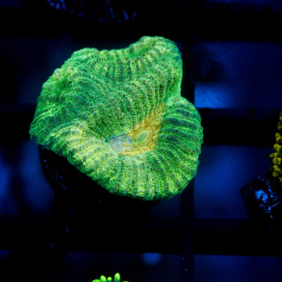 JC Neon Green Favia