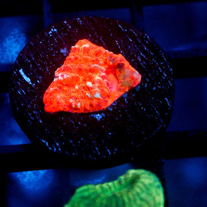 JC Cheetos Finger Chalice