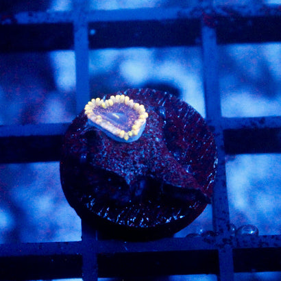 JC Mesosphere Zoanthid