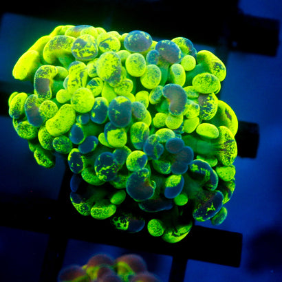 JC Ultra Splatter Hammer