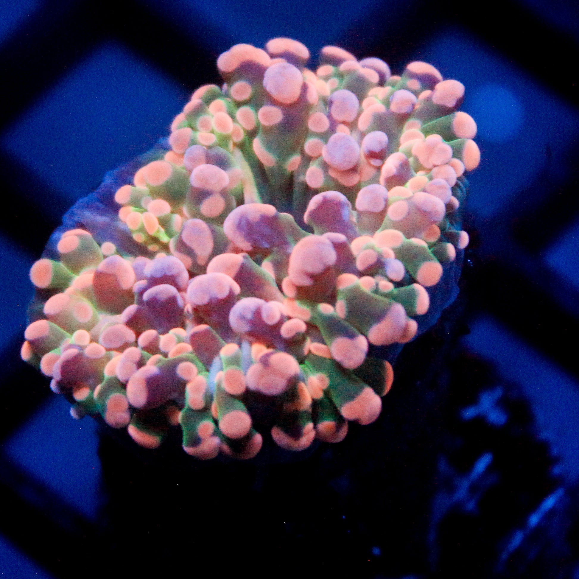JC Pink Tip Octo