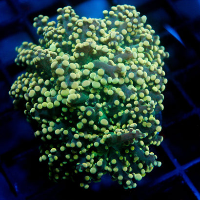 JC Green Octo