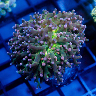 JC Cotton Candy Octo