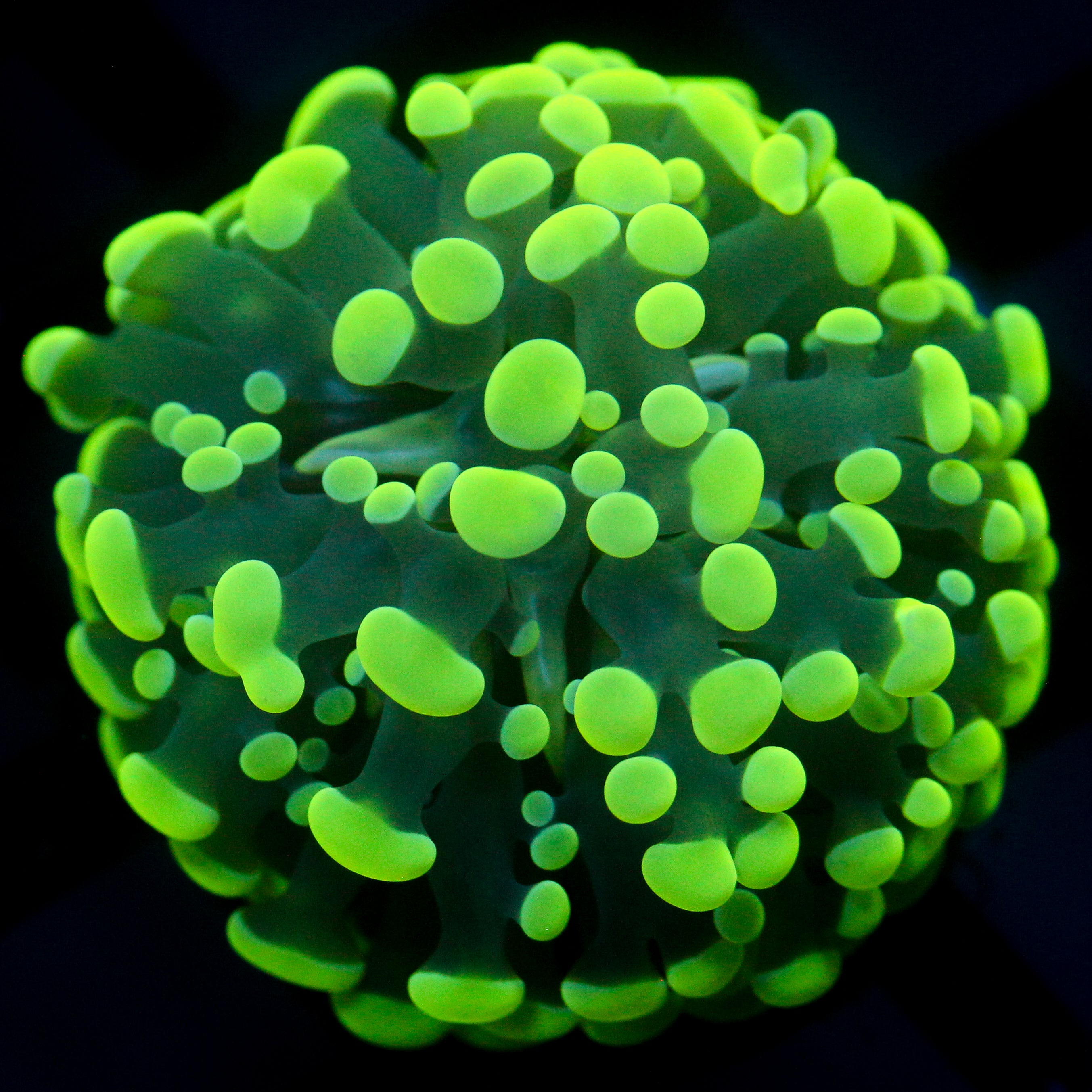 JC Flubber Frammer