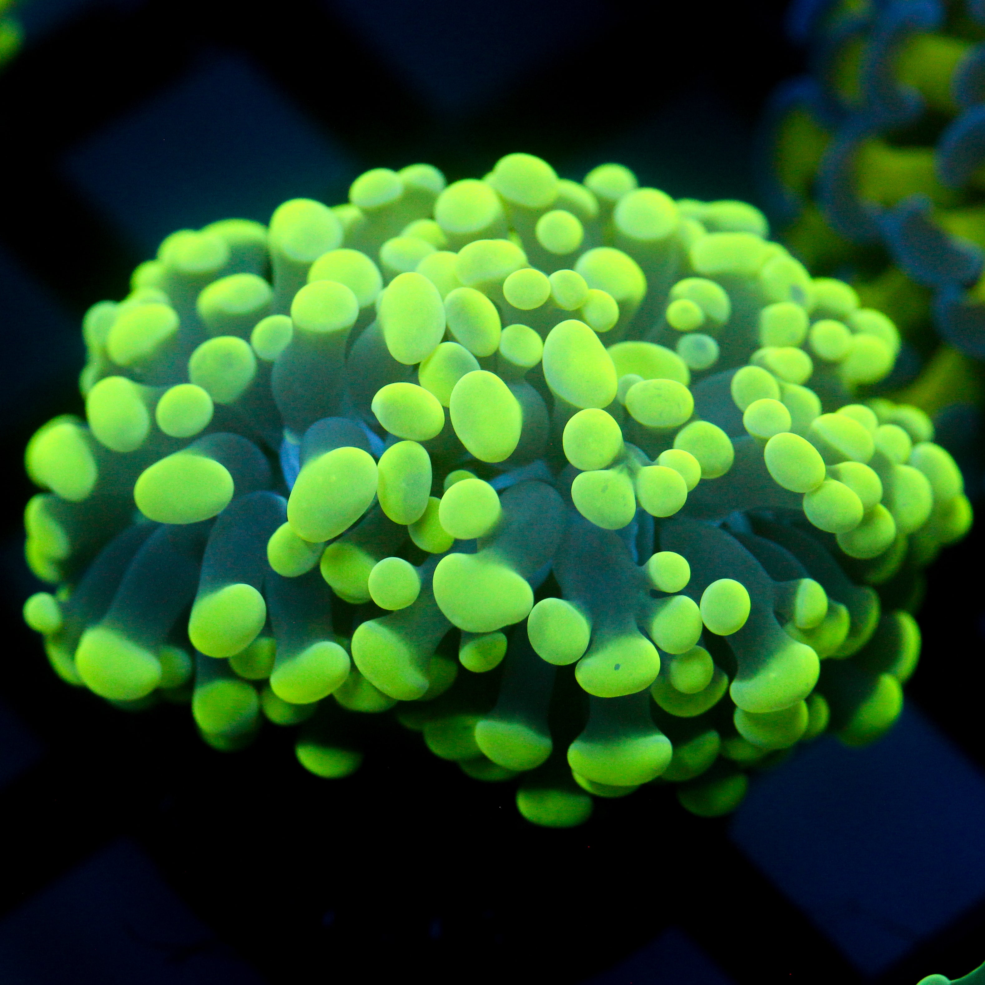 JC Flubber Frammer