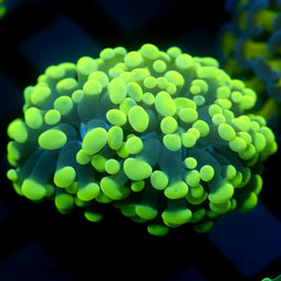 JC Flubber Frammer