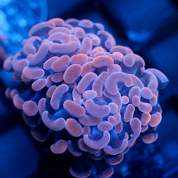 JC Orange Splatter Hammer