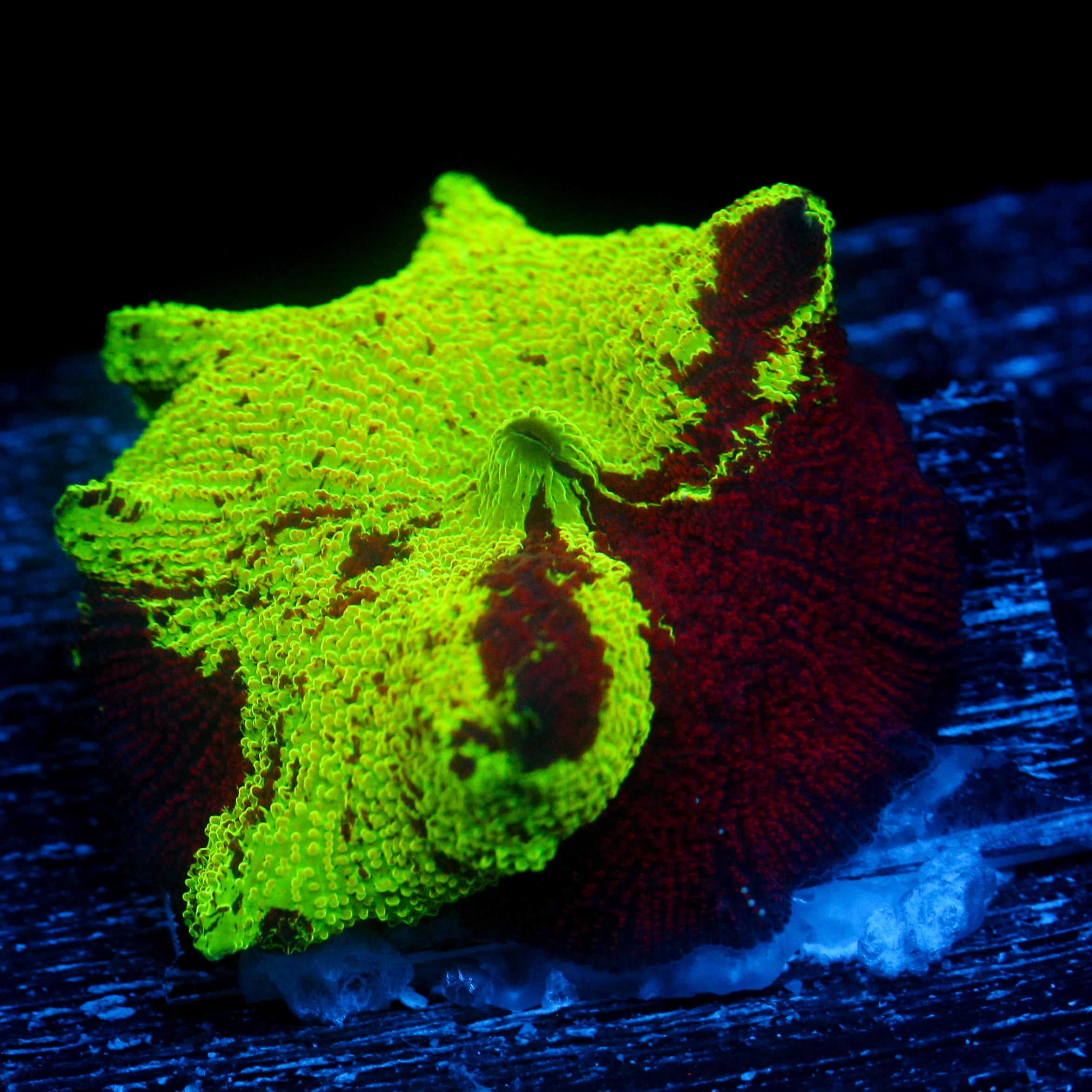 JC Ultra Eclectus Lg