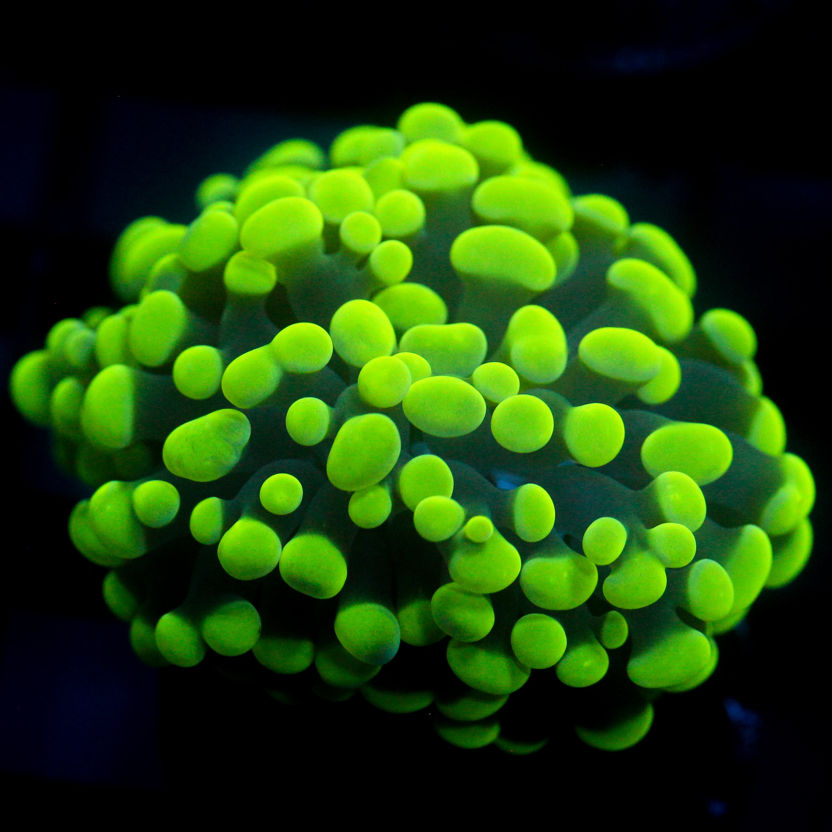JC Flubber Frammer