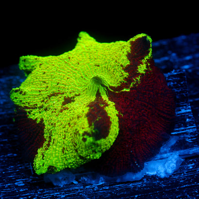 JC Ultra Eclectus Lg