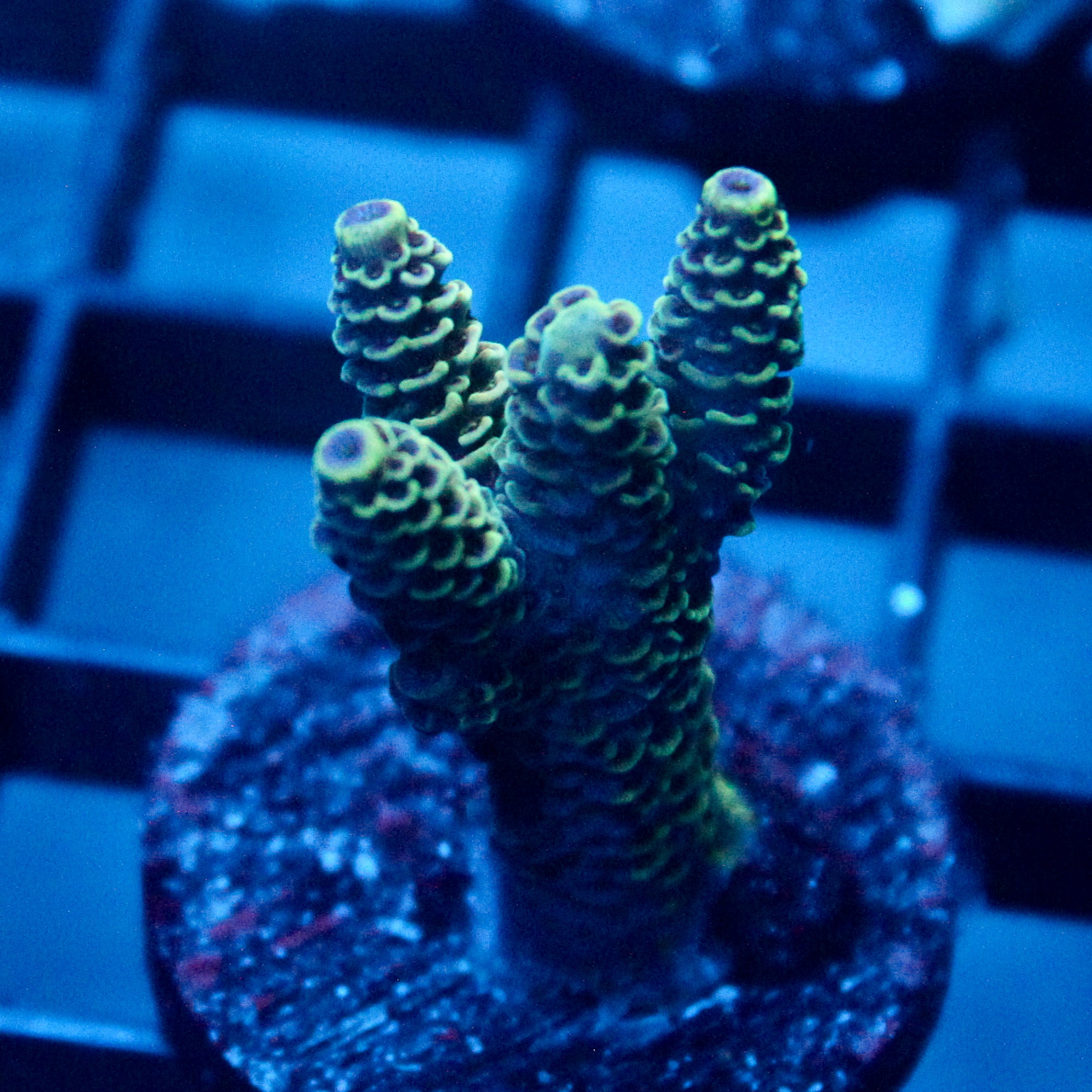 JC Cactus Cooler