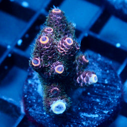 JC Hyacinth Acro