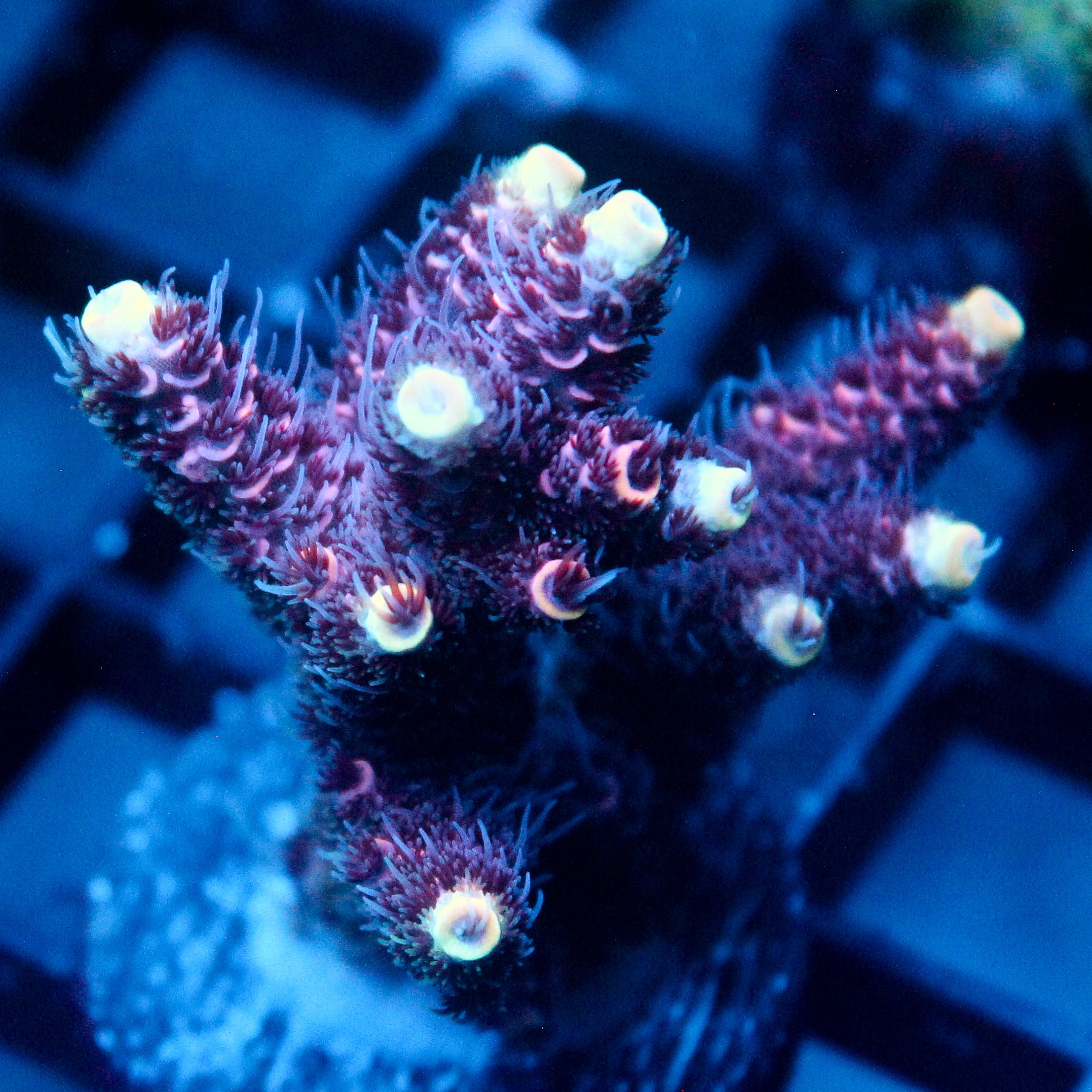 JC Hyacinth Acro