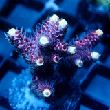 JC Hyacinth Acro