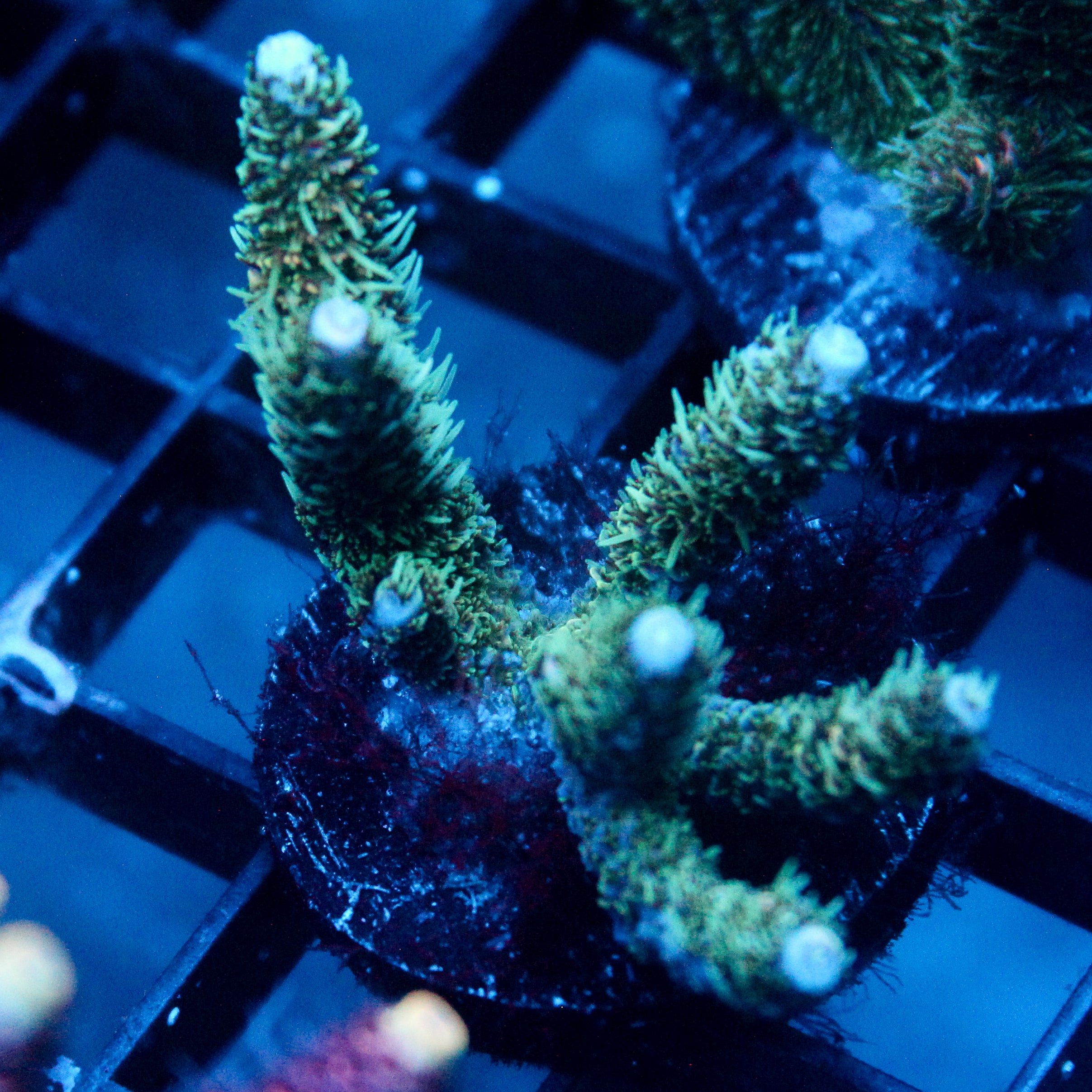 JC Wolly Moss Acro