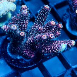 JC Hyacinth Acro