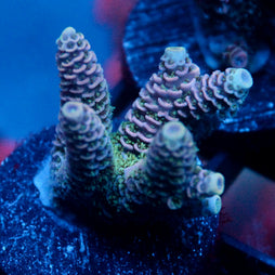 JC Purple Flux Acro