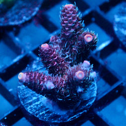 JC Hyacinth Acro