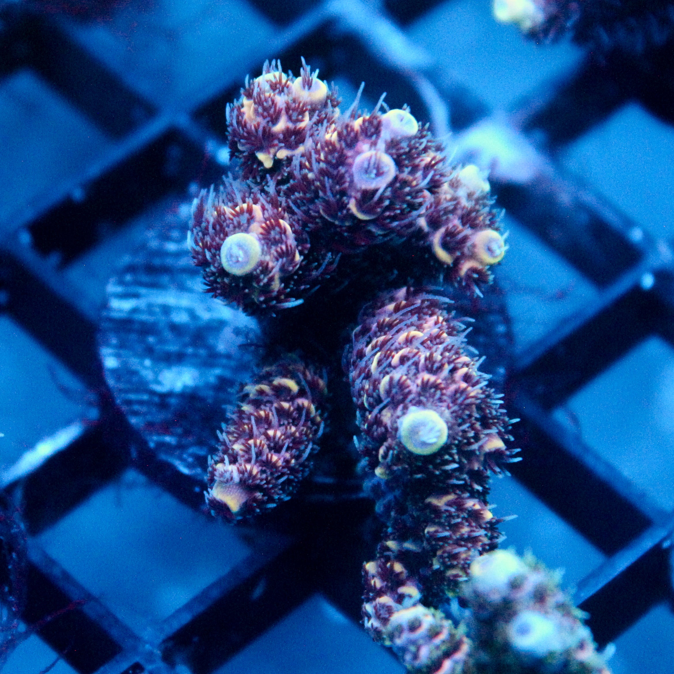 JC Hyacinth Acro