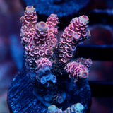 JC Pink Blitz Acro