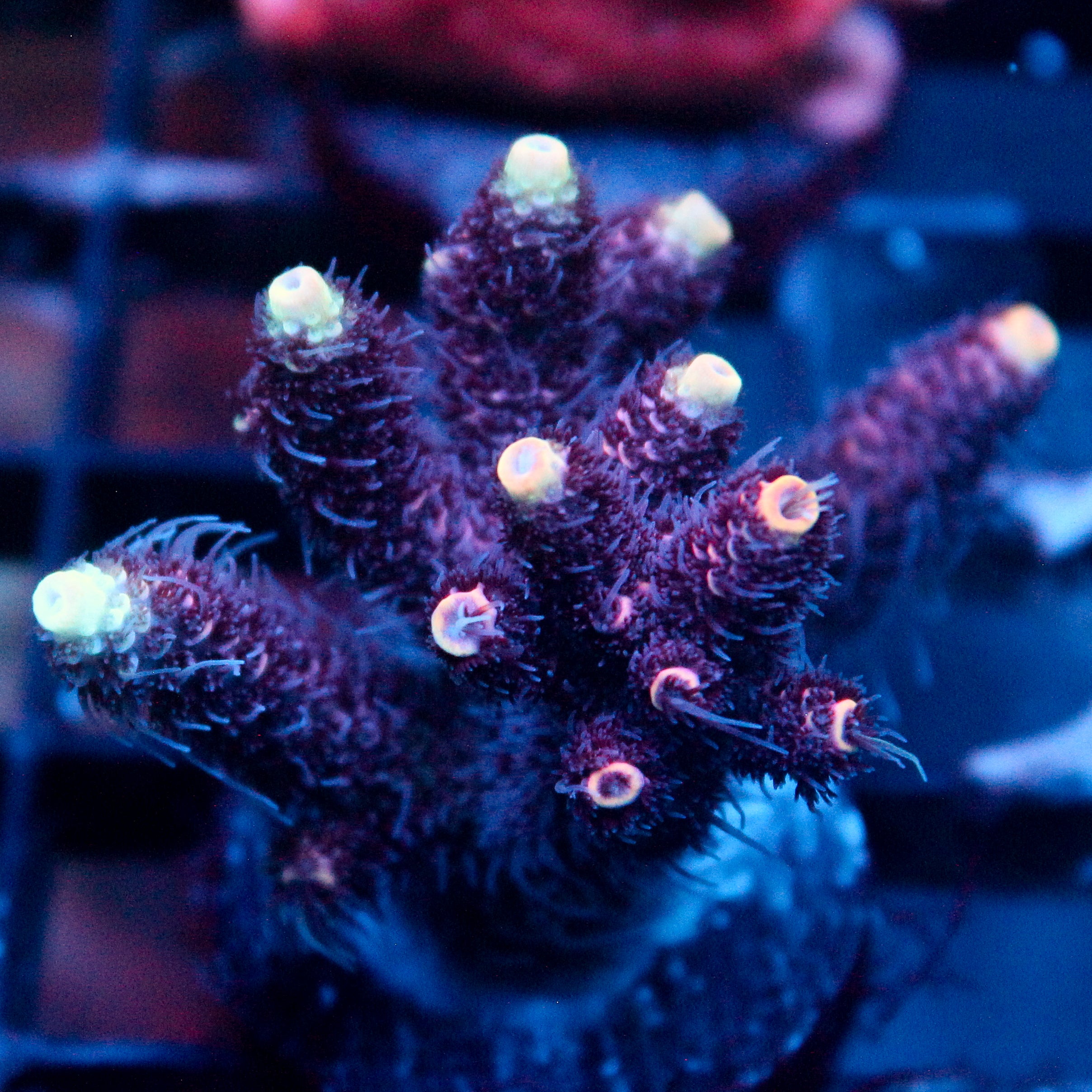 JC Hyacinth Acro