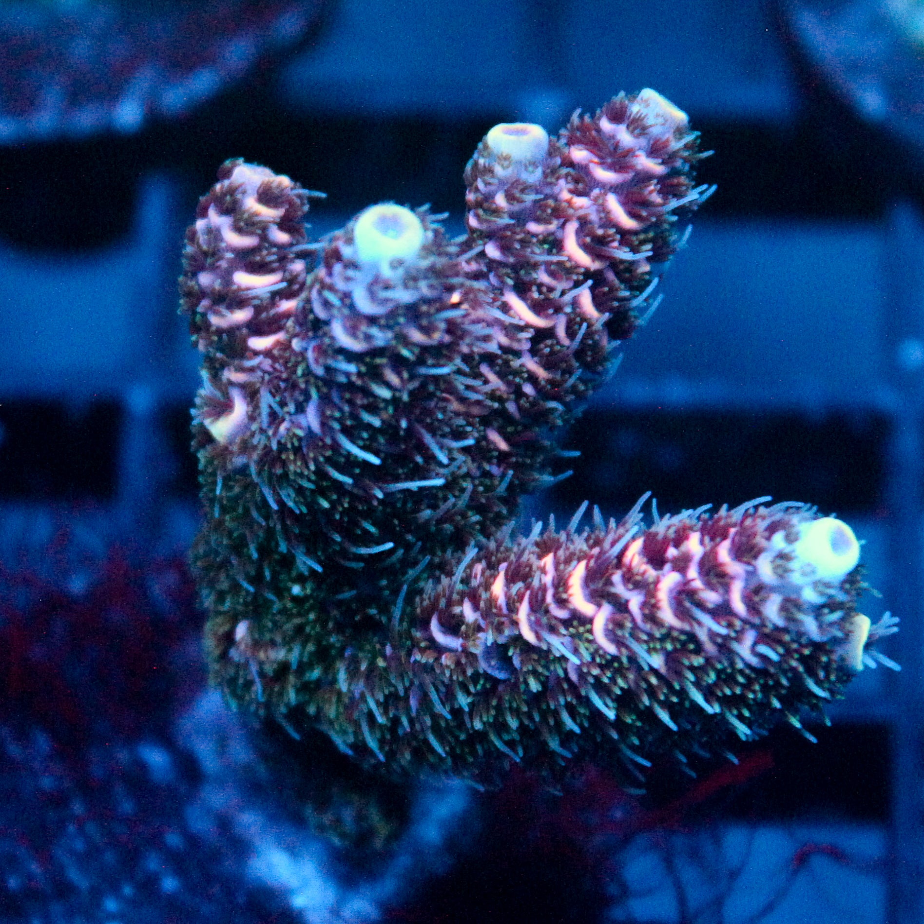 JC Purple Flux Acro
