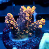 JC Yellow Jacket Acro