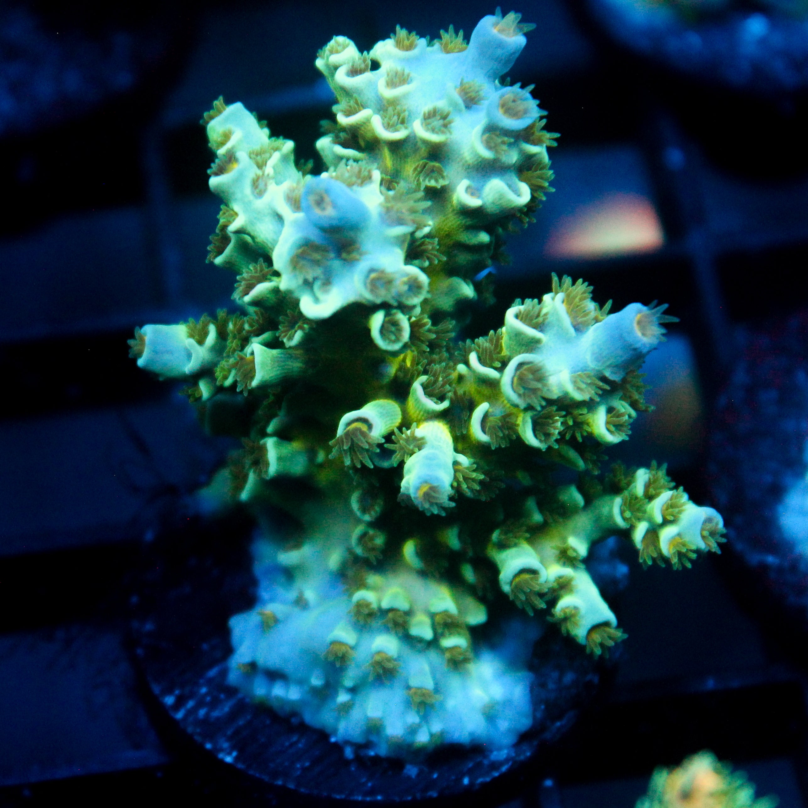 JC Green Demon Acro