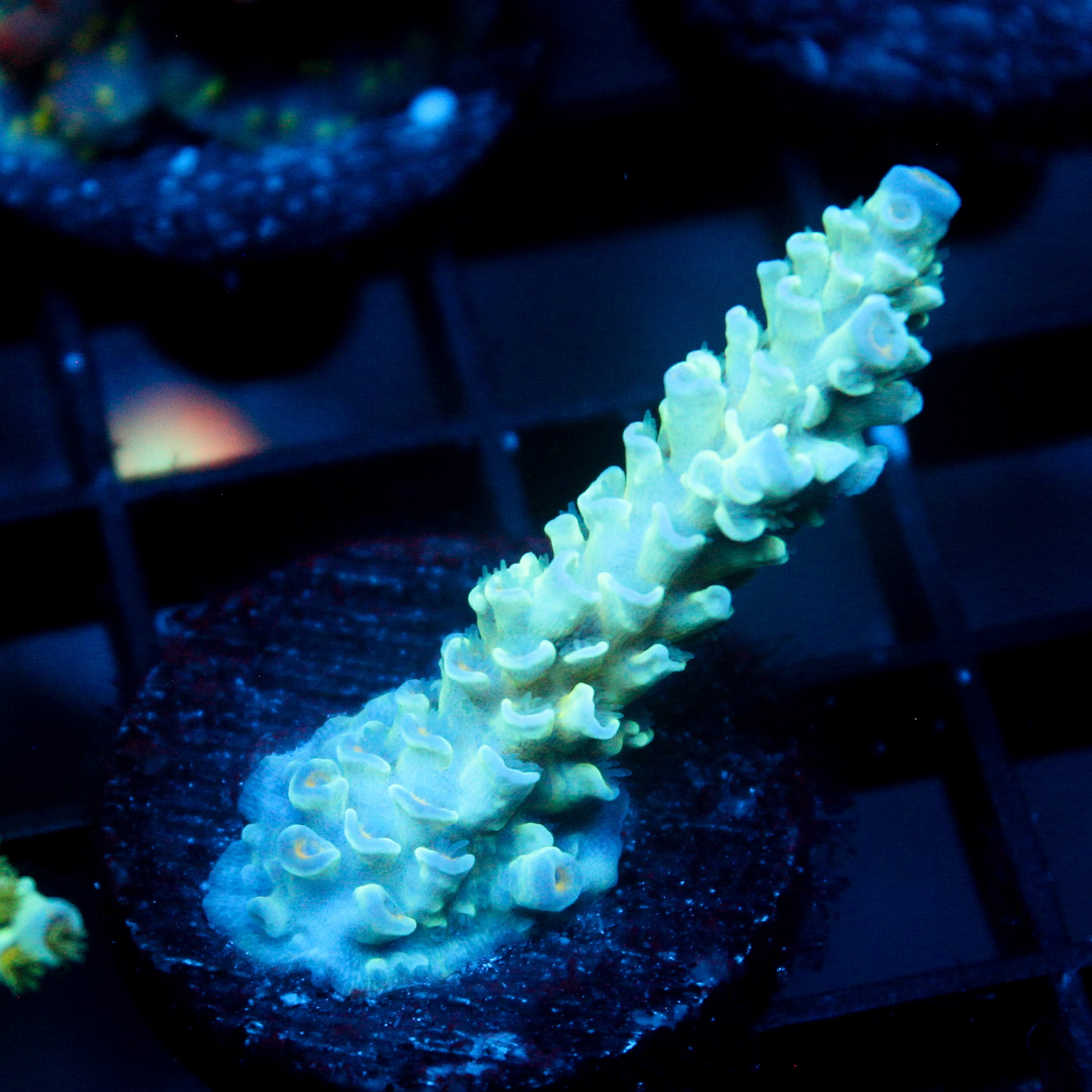 JC Frozen Growth Acro
