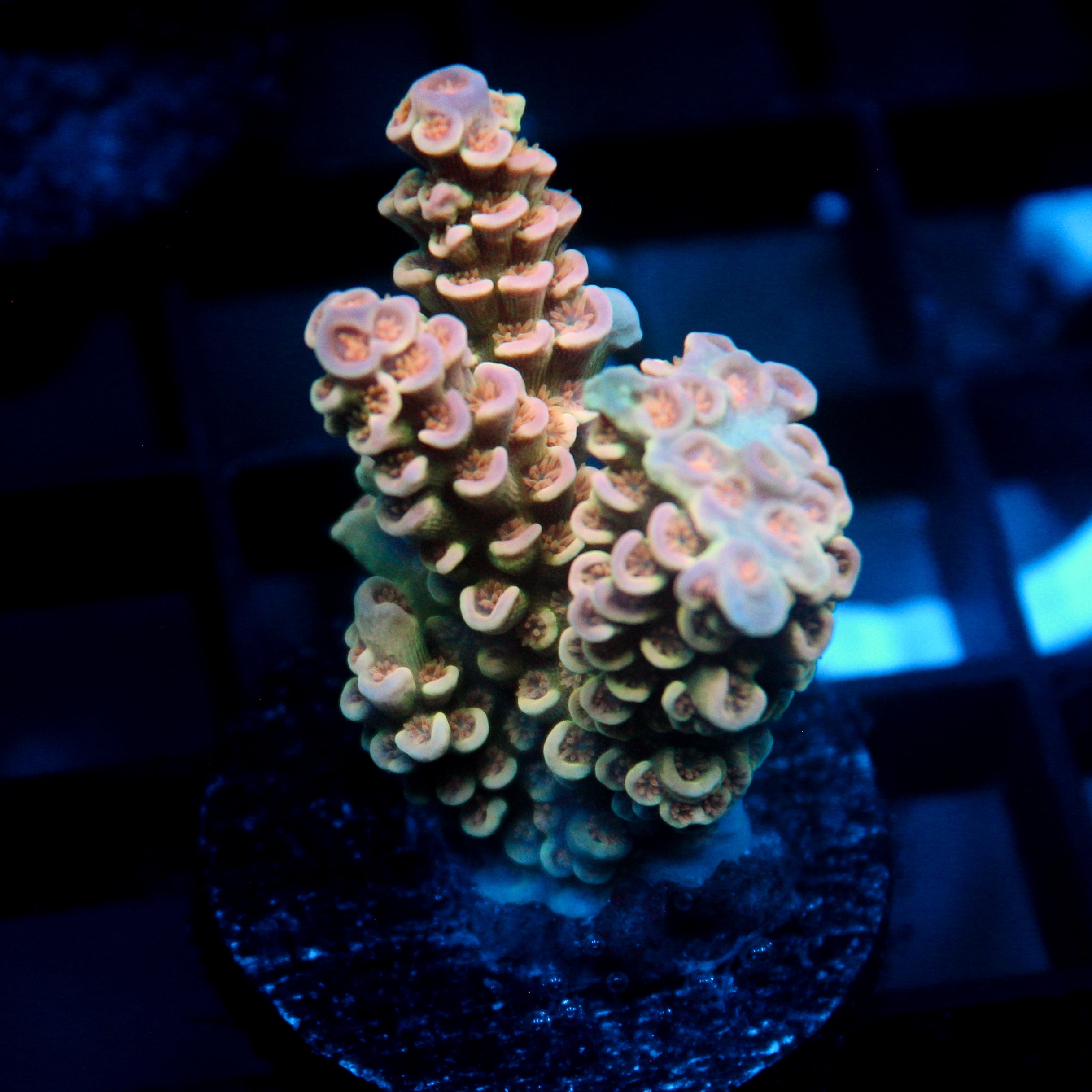 JC Peach Petals Acro