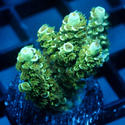 JC Green Demon Acro
