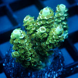 JC Green Demon Acro