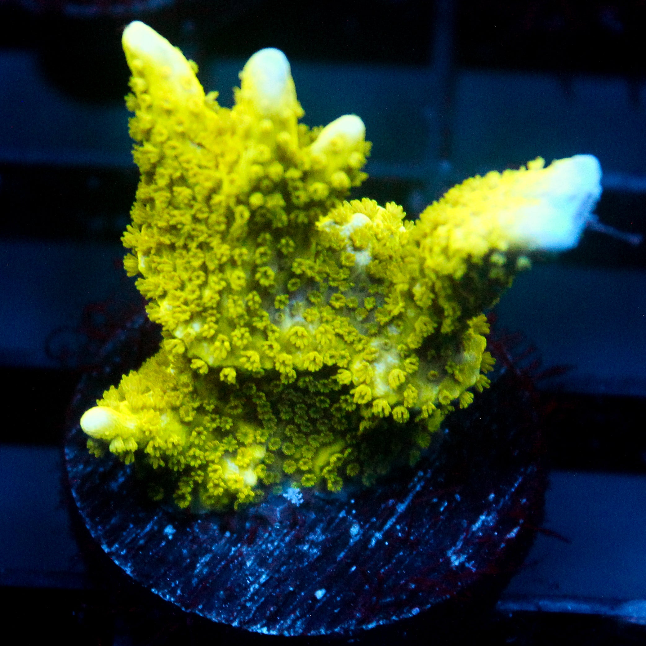 JC Neon Green Digi Monti