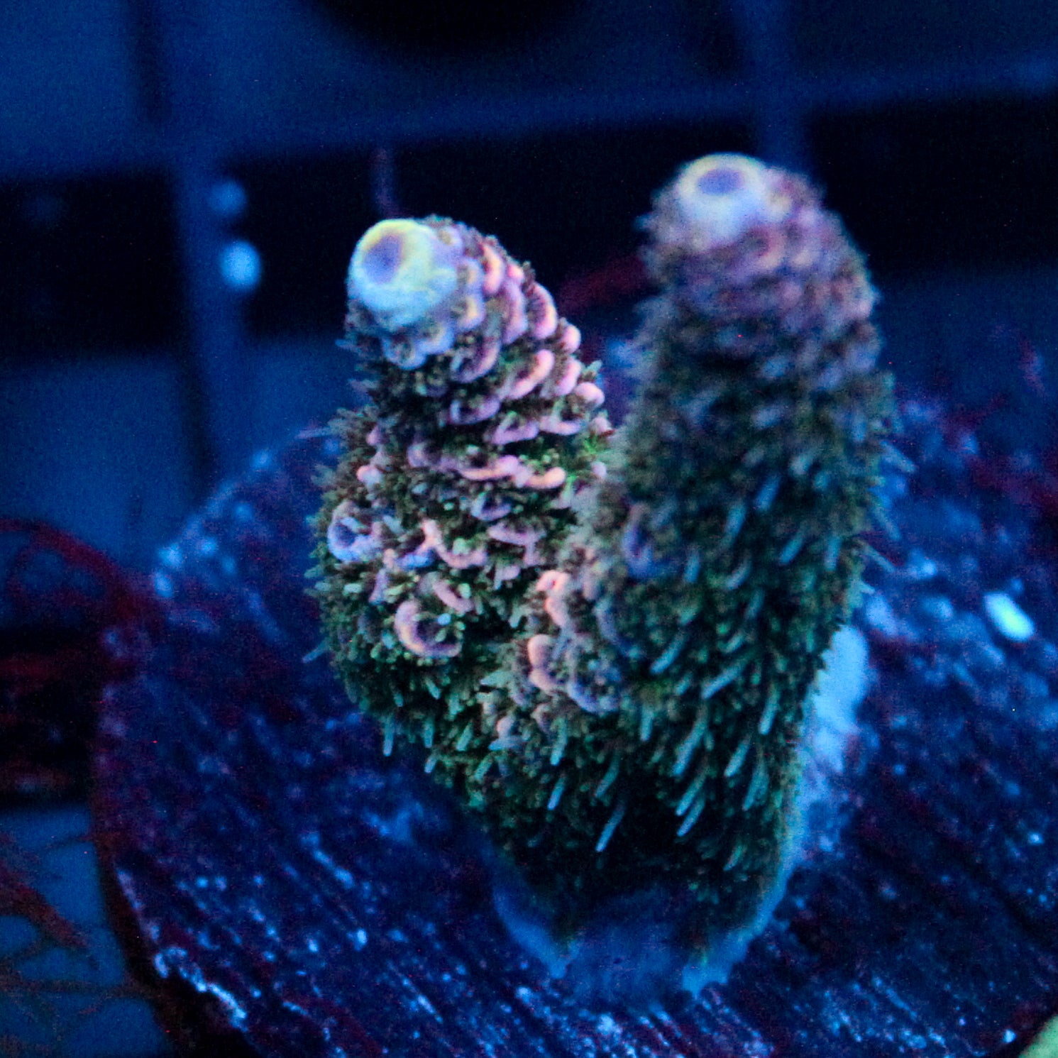JC Royal Grass Acro