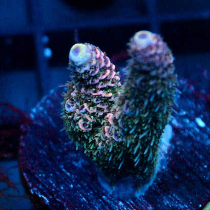 JC Royal Grass Acro