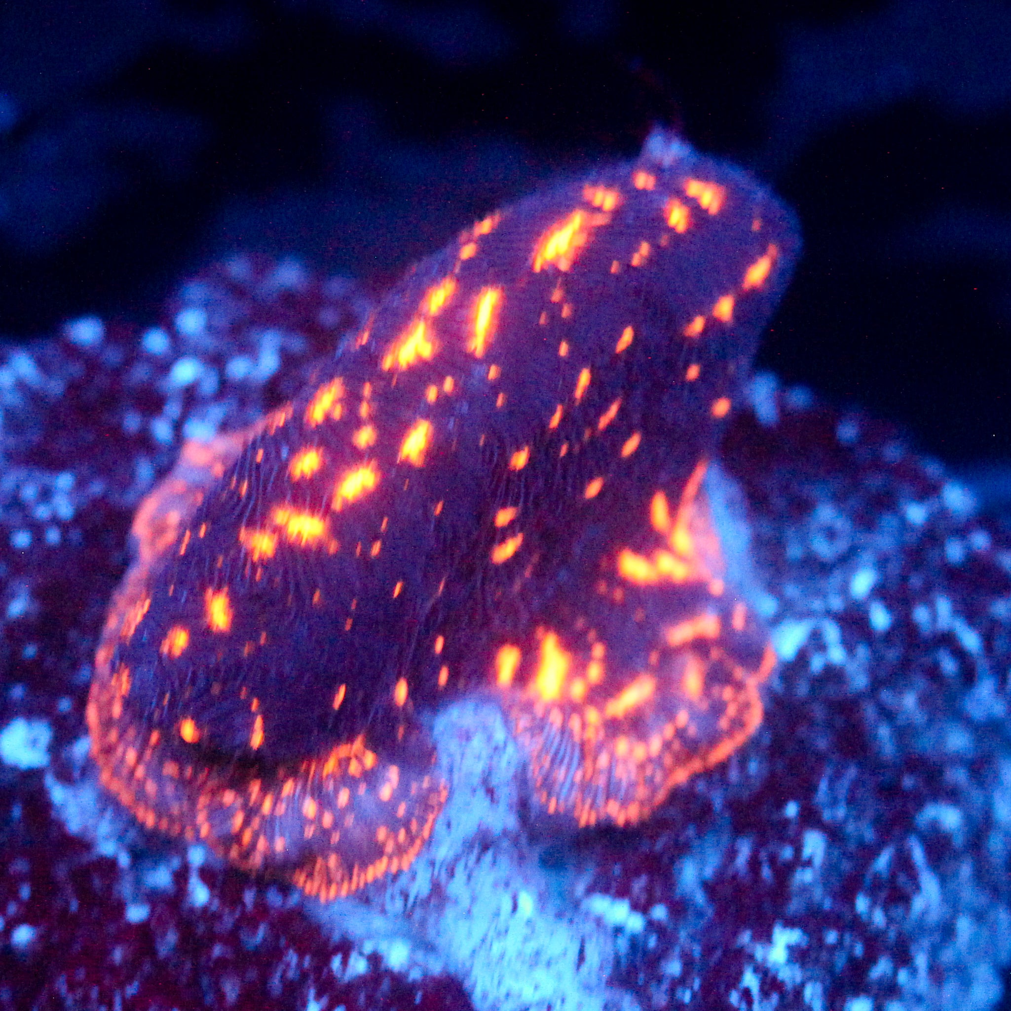 JC Biota Netherrack Leptoseris