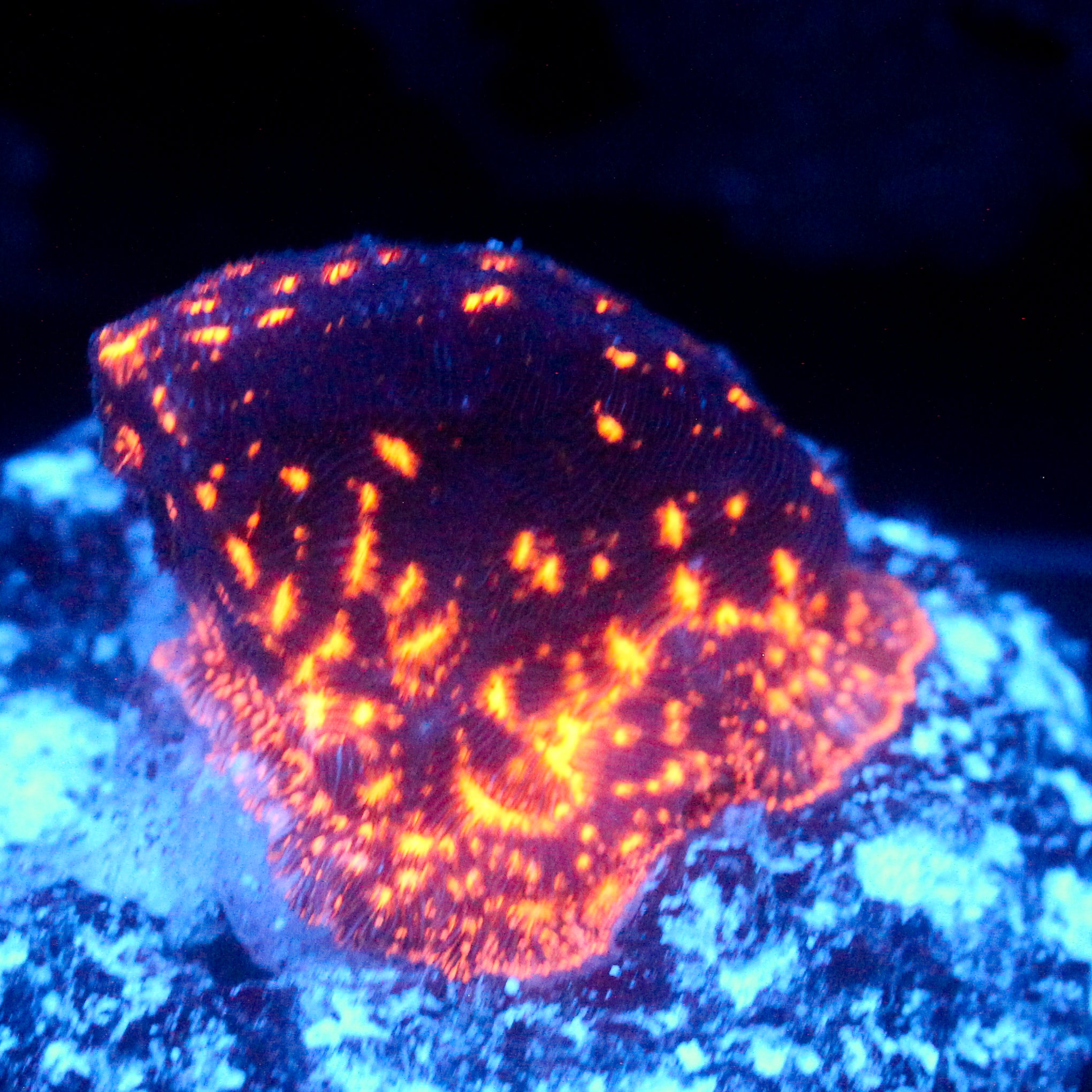 JC Biota Netherrack Leptoseris