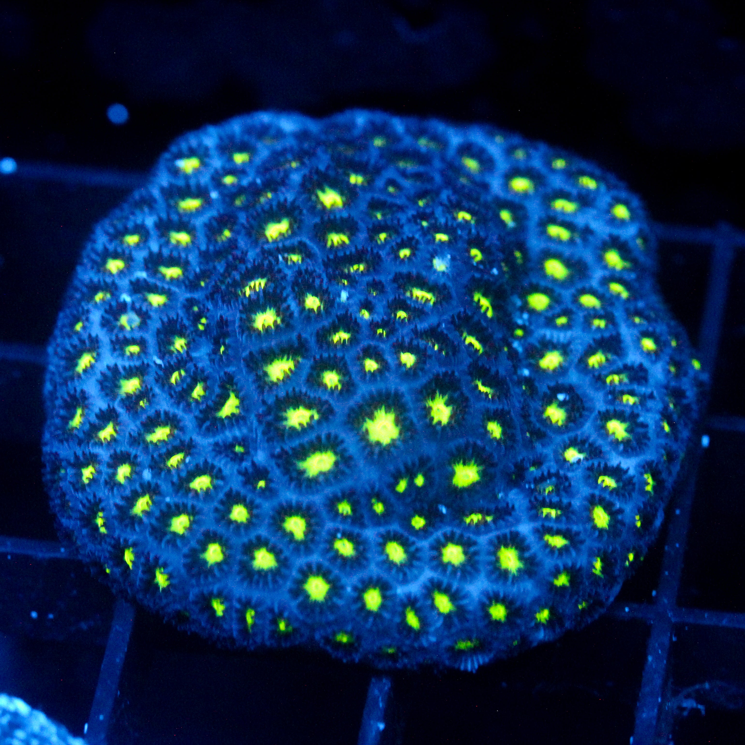 JC Biota Blue Hype Leptastrea