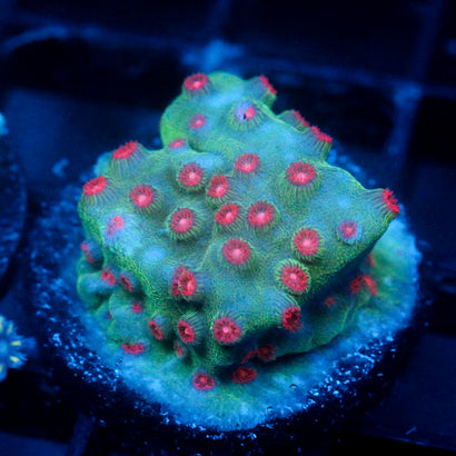 JC Evil Swarm Cyphastrea