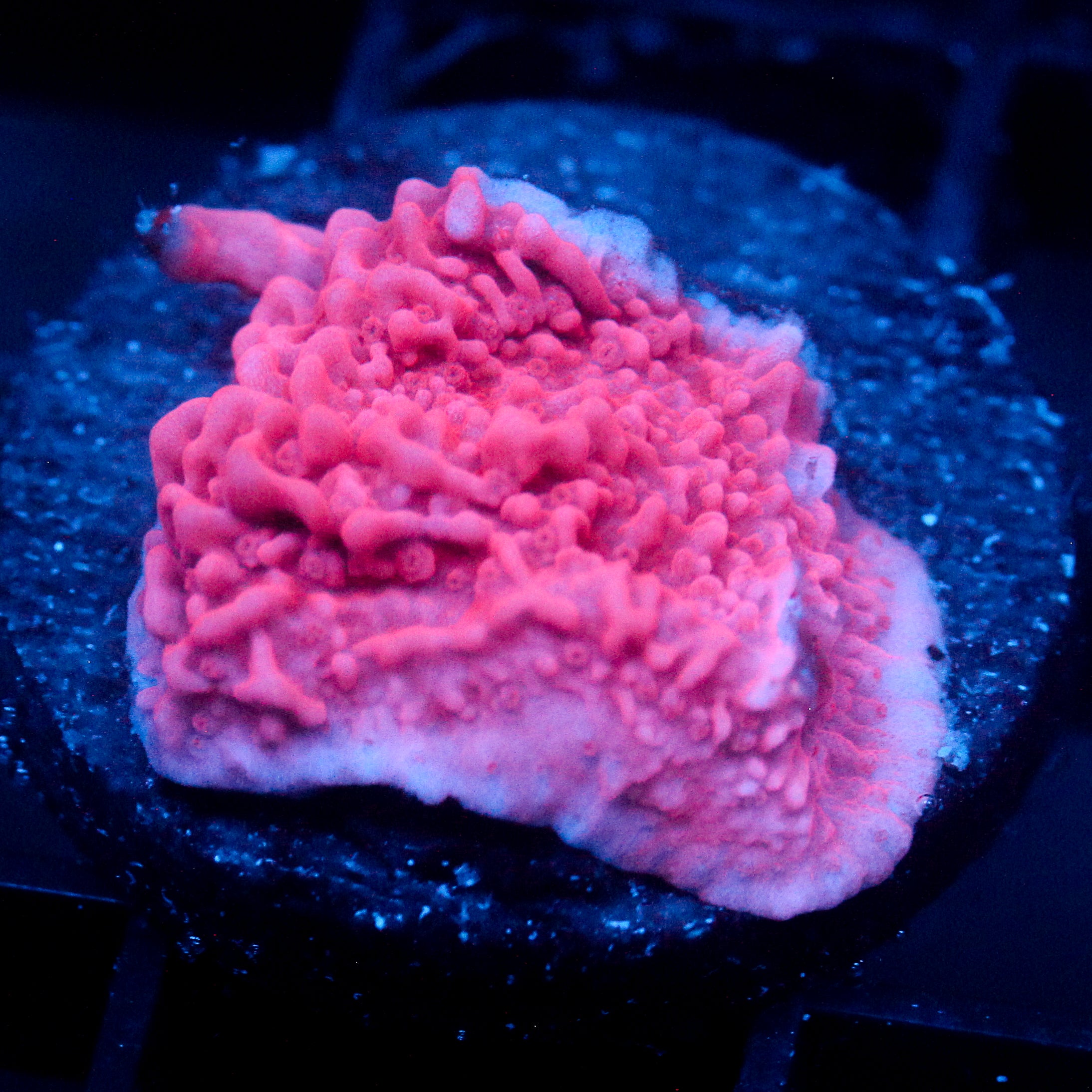 JC Pink Wave Monti