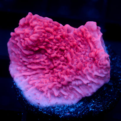 JC Pink Wave Monti